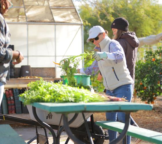 Woman examining carrots on a table while another woman looks on