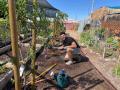 volunteer standing by plants in Mesa Urban Farm