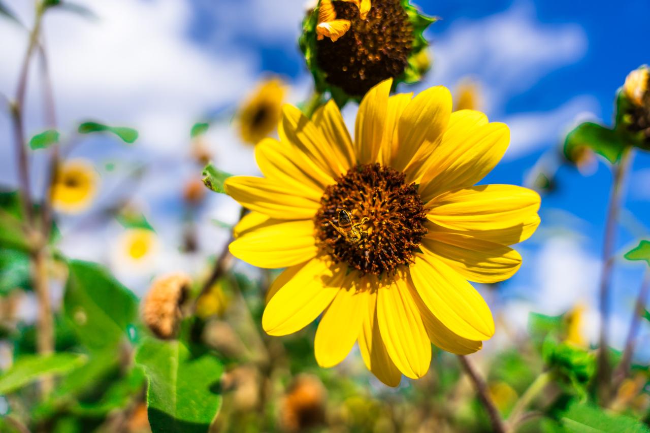 A bumblebee checks out a sunflower in SVdP's Urban Farm.