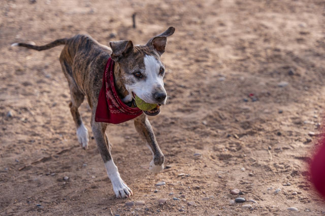 Roscoe brings a tennis ball back to Vernon as they play fetch.